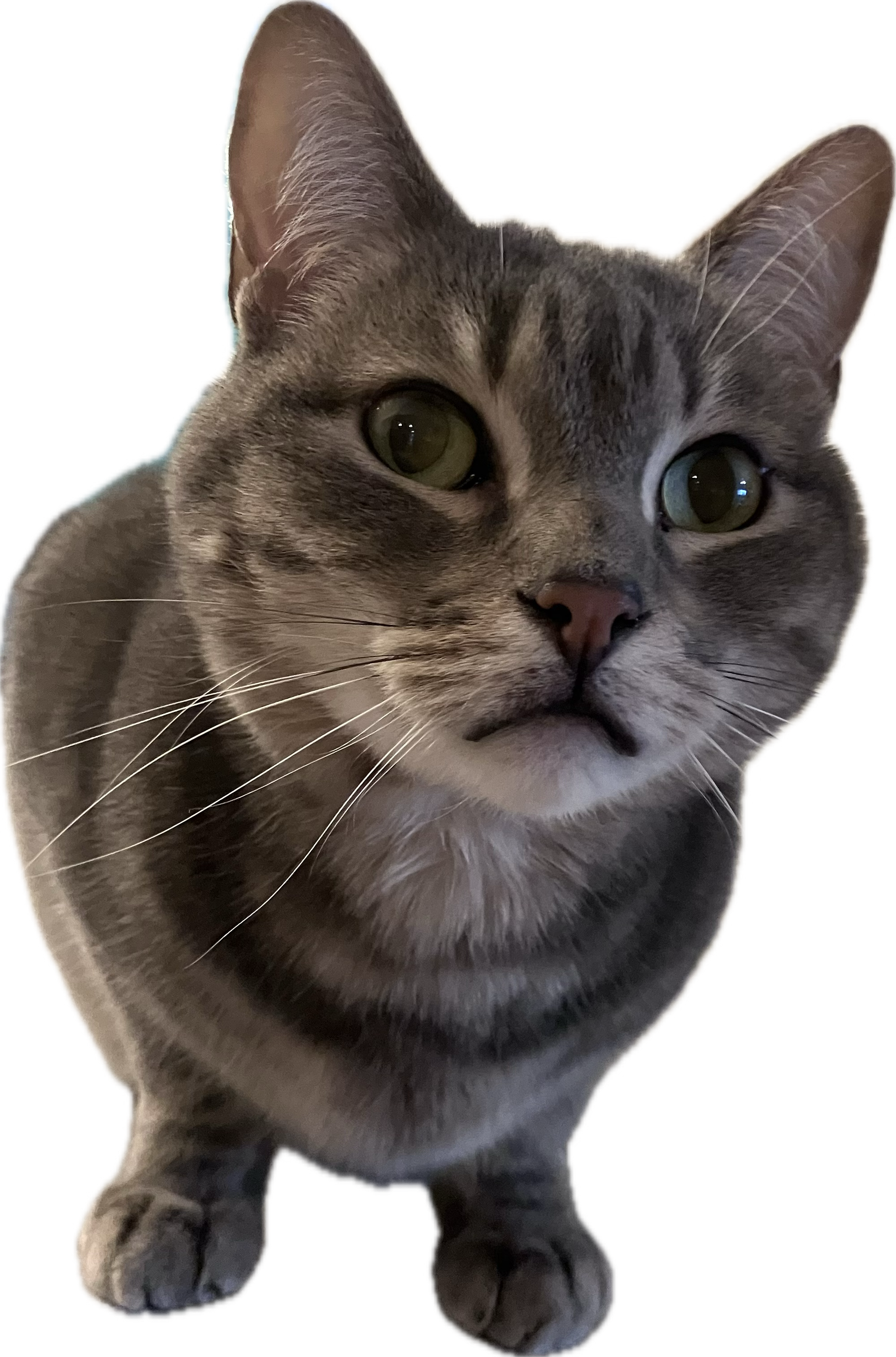 stella